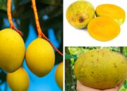 Rahasia Buah Limus: Rasa Segar dan Khasiat Kesehatan