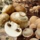 Manfaat Jamur Merang