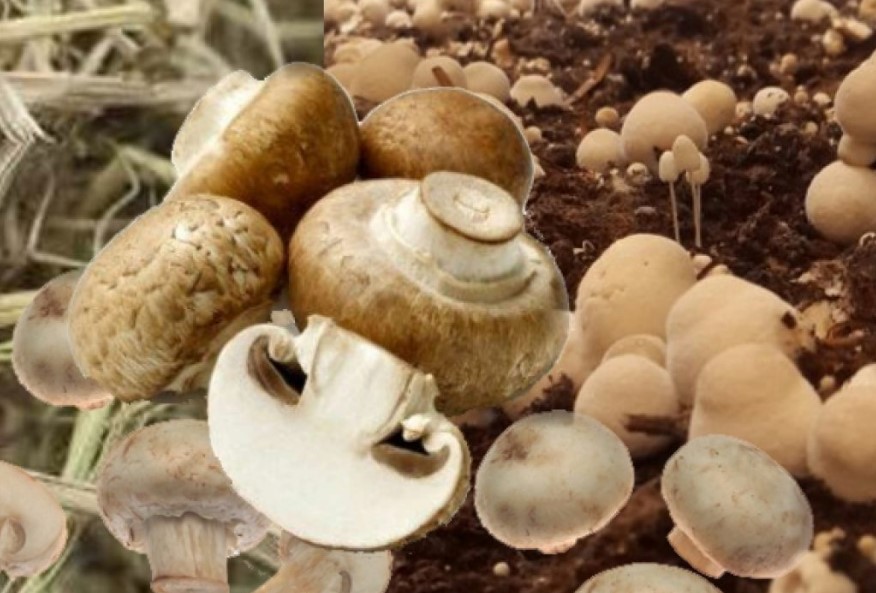 Manfaat Jamur Merang