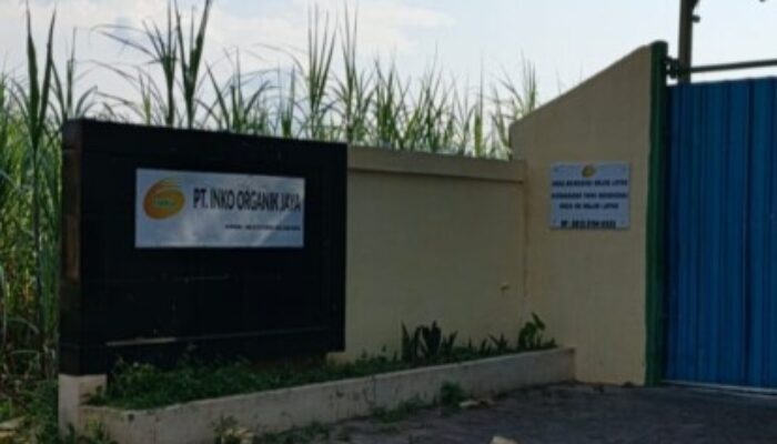 Bau Menyengat Kandang Ayam Petelur Ganggu Kenyamanan Warga dan petani kedungdowo.